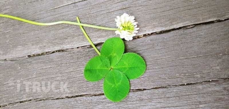 타타대우 프리마 고하중 280 후축 카고 8.5톤 수동 4